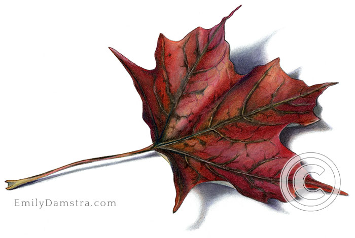 Deep red fall maple leaf illustration