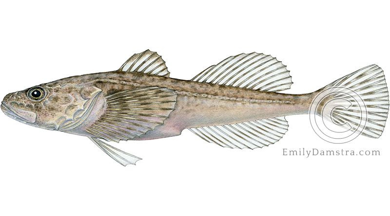 Deepwater Sculpin Myoxocephalus thompsoni illustration