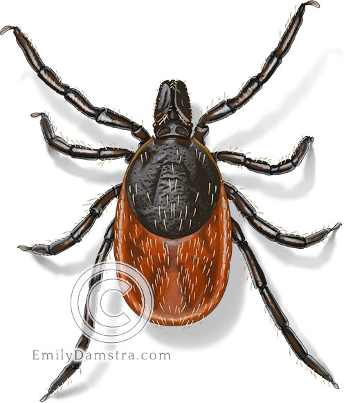 Illustration of a deer tick