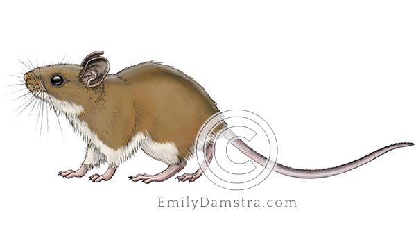 North American deer mouse illustration Peromyscus maniculatus