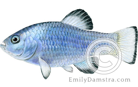 Desert pupfish illustration Cyprinodon macularius