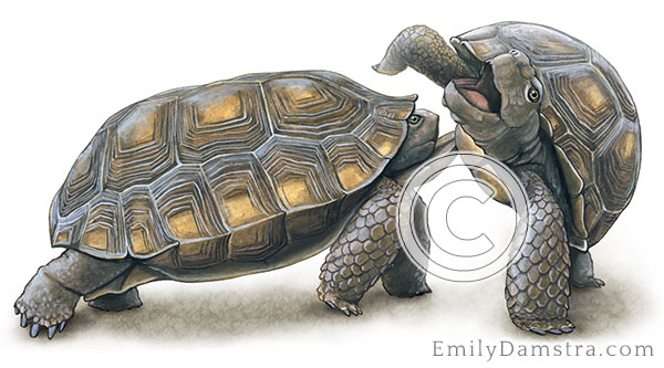 Desert tortoises jousting illustration