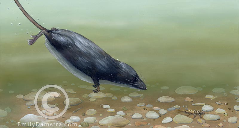Illustration of a water shrew diving Sorex palustris