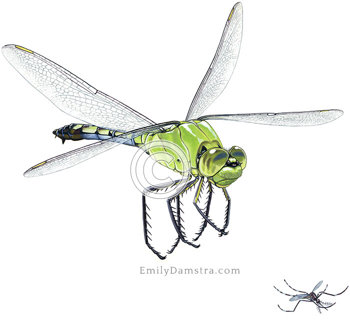 Eastern pondhawk dragonfly Asian tiger mosquito Erythemis simplicicollis Aedes albopictus