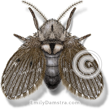 Drain fly illustration Clogmia albipunctata