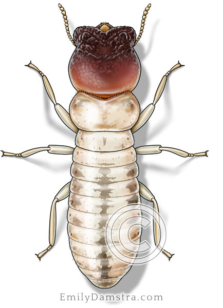 Tropical rough-headed drywood termite illustration Cryptotermes brevis