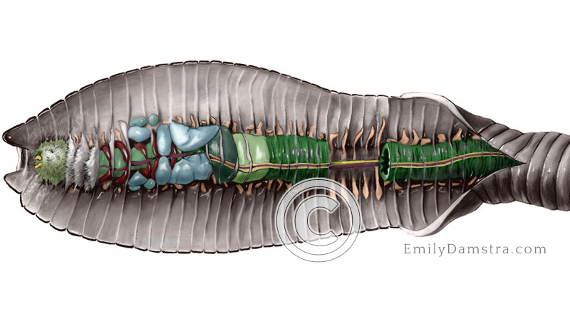 Earthworm dissection illustration