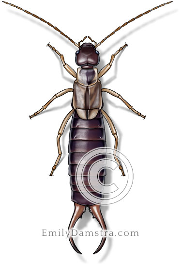 Common earwig illustration Forficula auricularia