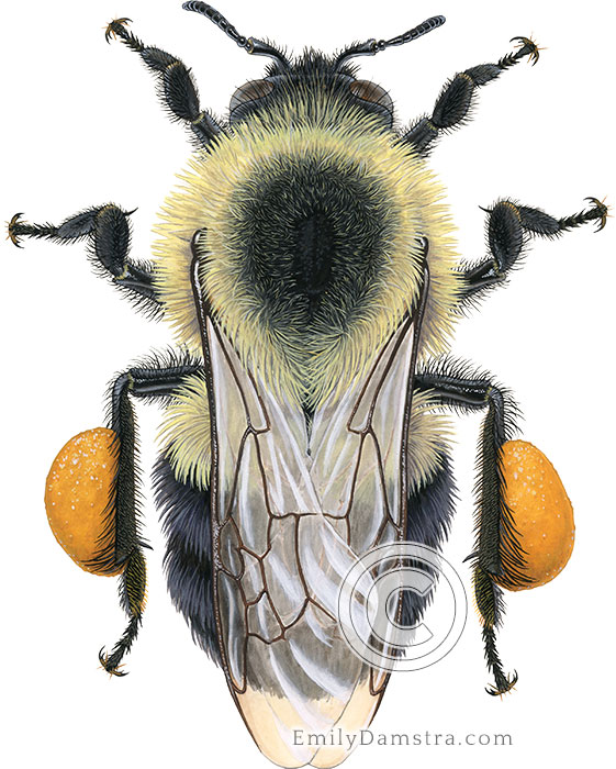 Eastern Bumblebee worker illustration Bombus impatiens