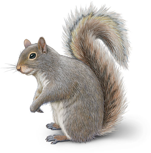 Eastern gray squirrel illustration Sciurus carolinensis