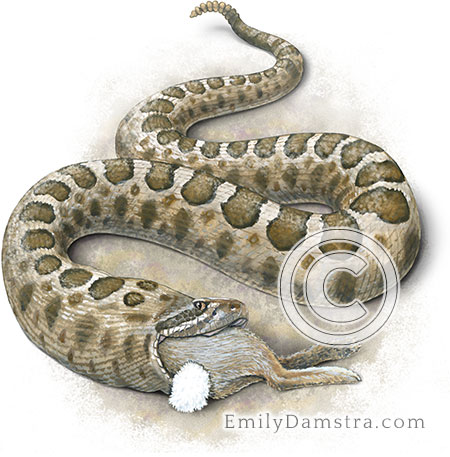 massasauga cottontail Sistrurus catenatus illustration