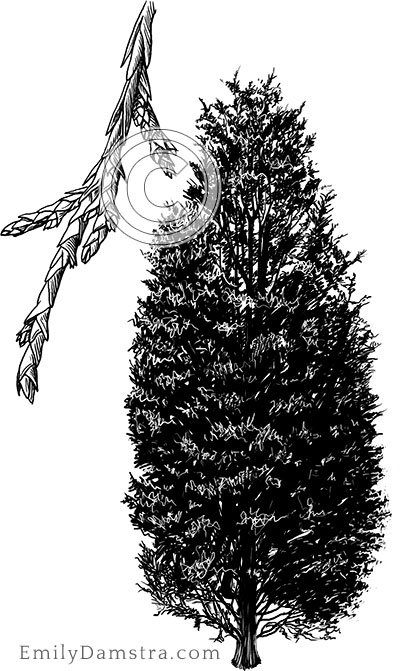 Eastern red cedar illustration Juniperus virginiana