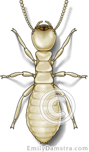 Eastern subterranean termite illustration Reticulitermes flavipes