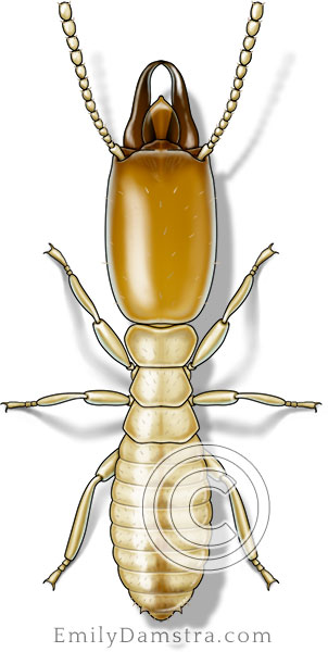 Eastern subterranean termite illustration Reticulitermes flavipes