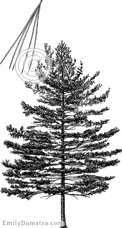 Eastern white pine illustration Pinus strobus