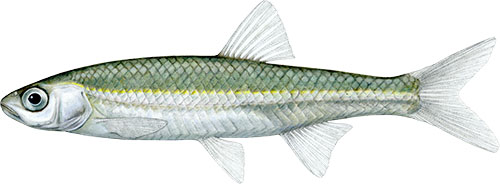 Great Lakes fishes 1 great lakes fishes