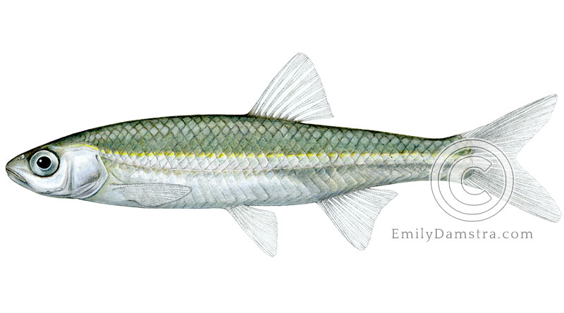 Emerald shiner Notropis atherinoides illustration