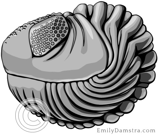 Devonian trilobite illustration Eldredgeops Phacops rana crassituberculata