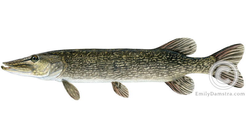 Northern pike Esoc lucius illustration