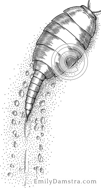 Euthycarcinoid illustration Cambrian fossil