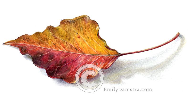 Autumn leaf illustration