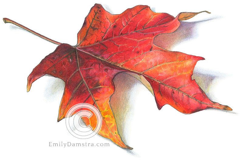 red Sugar maple leaf illustration