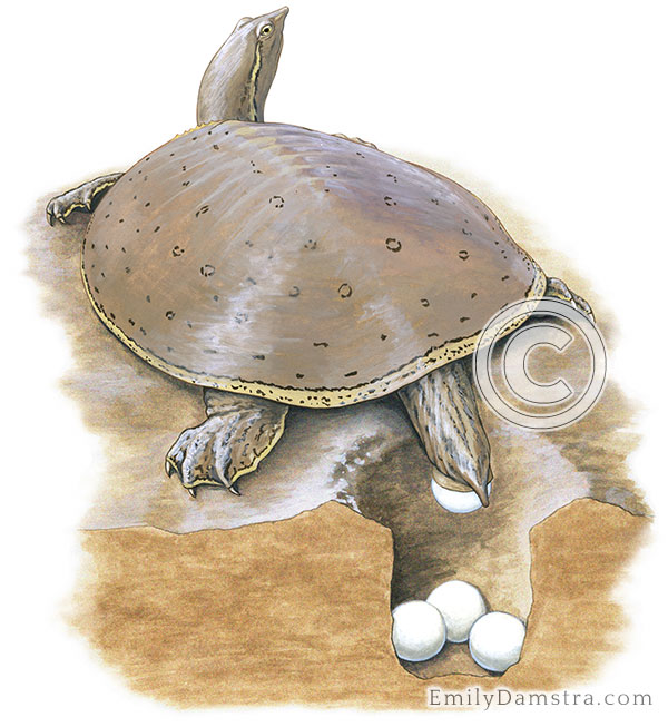 Spiny Softshell Turtle Apalone spinifera illustration
