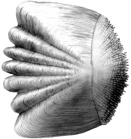 Ctenoid scale of a bony fish (Yellow perch) illustration