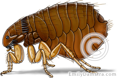 Cat flea illustration Ctenocephalides felis