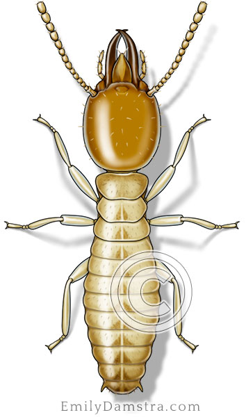 Formosan subterranean termite illustration Coptotermes formosanus