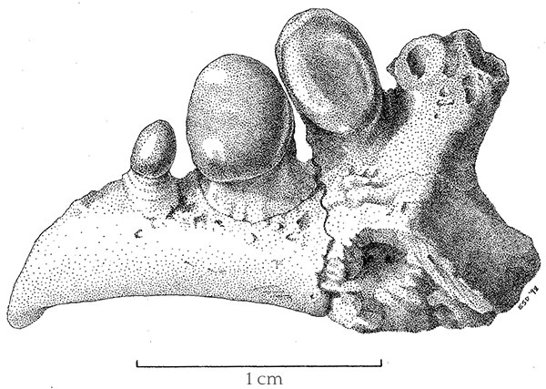 Etymology and Stippling 4 fossil fish bone ucmp 117082 Damstra