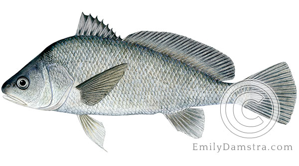 Freshwater drum Aplodinotus grunniens illustration