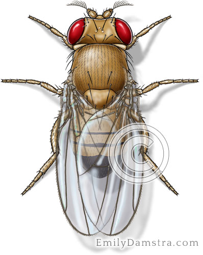 Fruit fly illustration Drosophila melanogaster