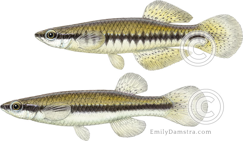 Blackstripe topminnow illustration Fundulus notatus