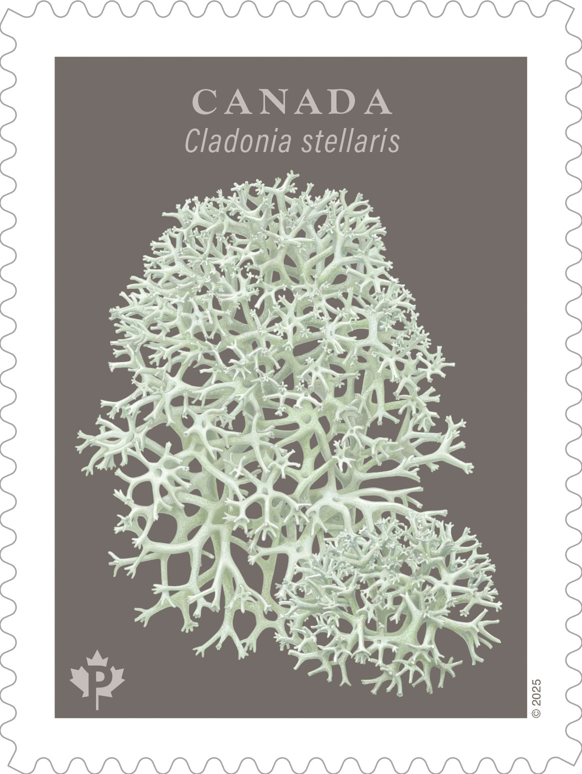 Canada Post fungi stamps 5 2025 Canada Post lichen stamp featuring Cladonia stellaris