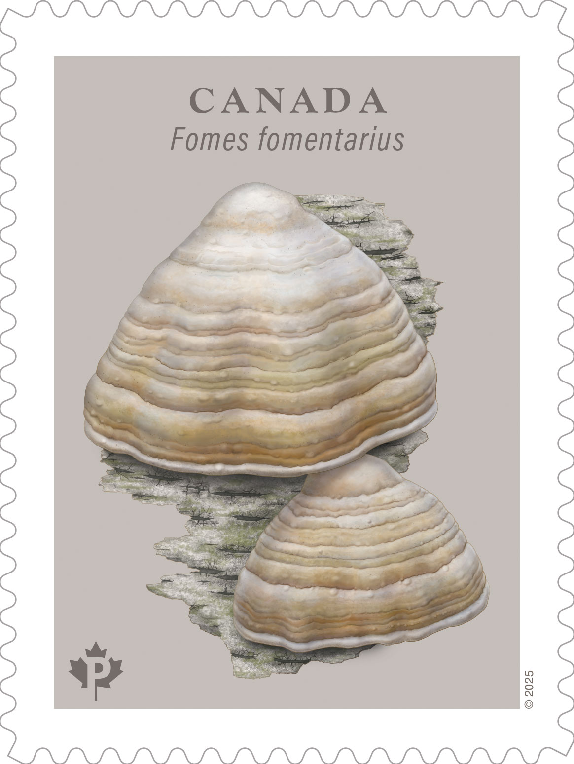Canada Post fungi stamps 8 2025 Canada Post fungus stamp featuring Fomes fomentarius