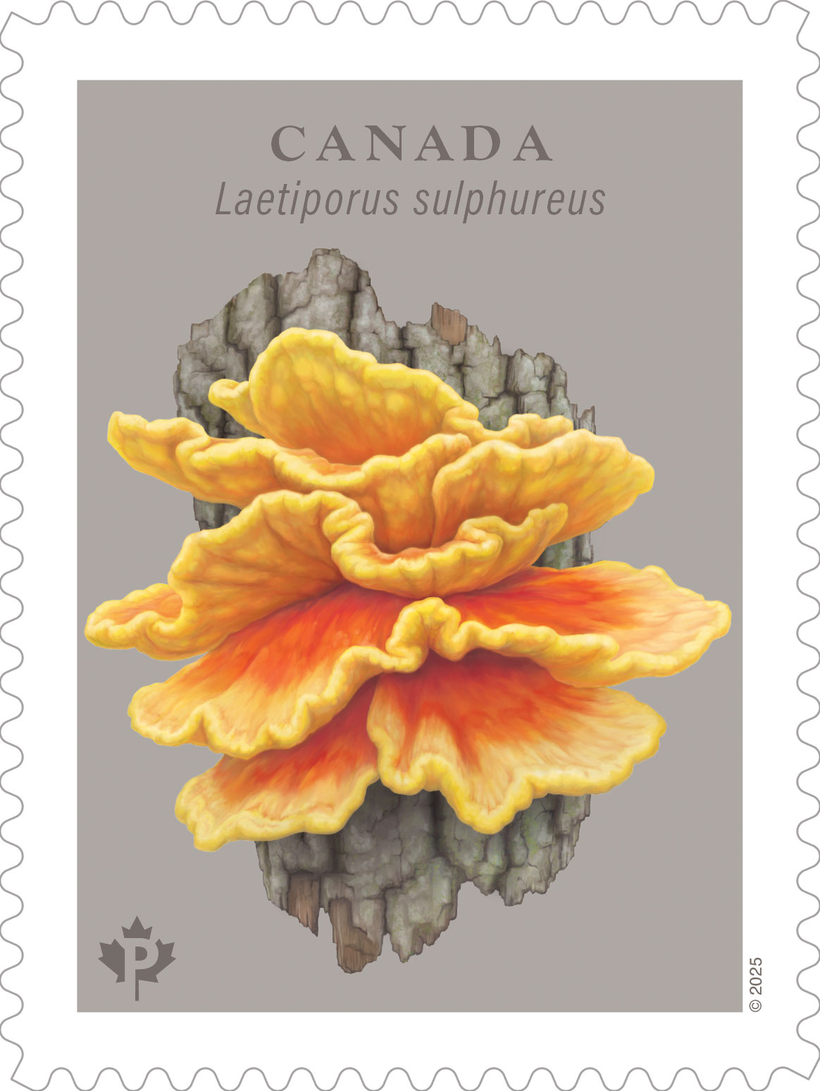 Canada Post fungi stamps 7 2025 Canada Post fungus stamp featuring Laetiporus sulphureus