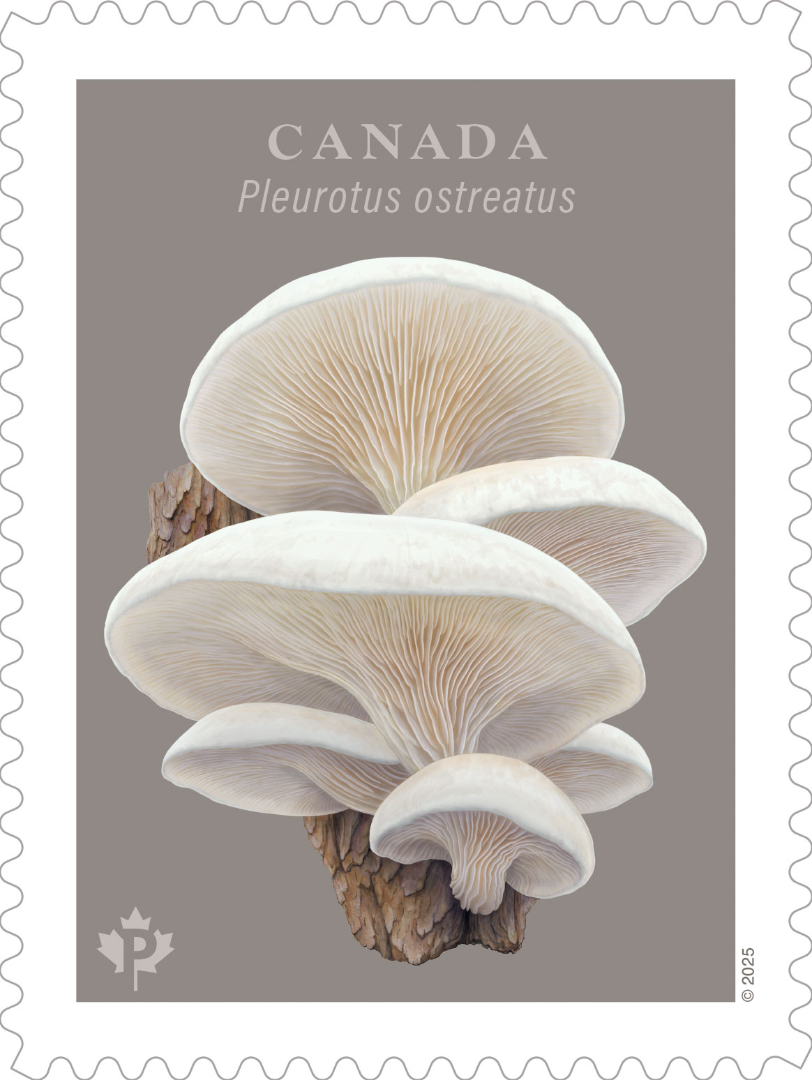 Canada Post fungi stamps 6 2025 Canada Post fungus stamp featuring Pleurotus ostreatus