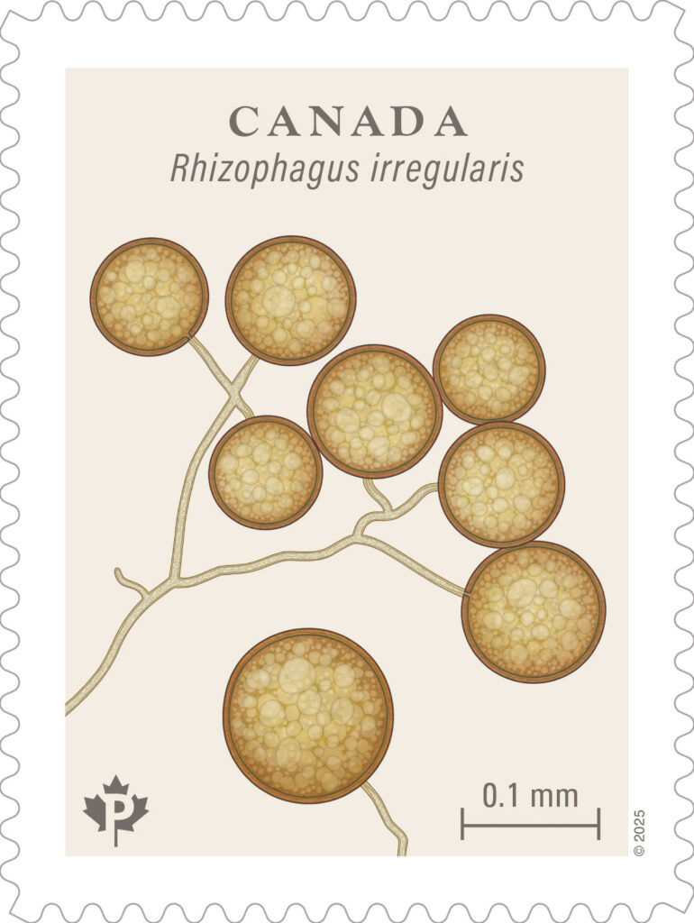 Canada Post fungi stamps 9 2025 Canada Post fungus stamp featuring Rhizophagus irregularis