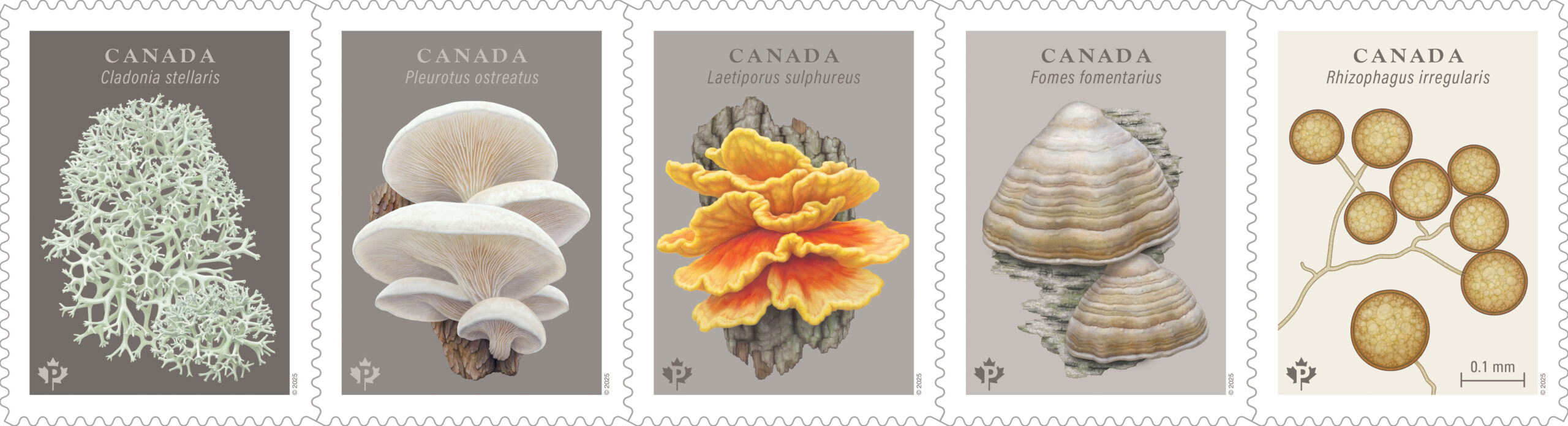 Canada Post fungi stamps 1 Set of 5 fungi stamps
