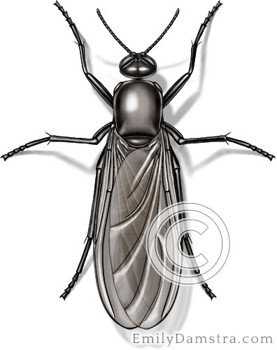 fungus gnat illustration Sciara spp.