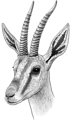 Etymology and Stippling 1 Gazella cuvieri illustration © Emily S. Damstra
