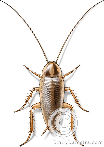 German cockroach illustration Blatella germanica male