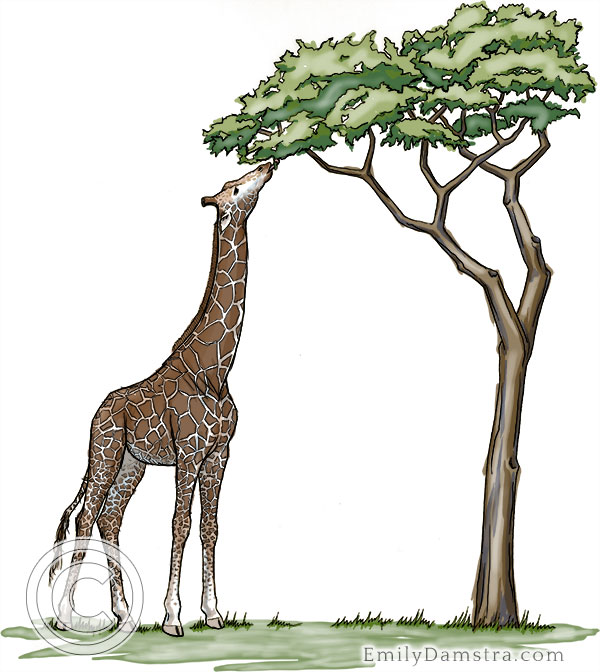 Illustration of giraffe feeding on Acacia tree Giraffa camelopardalis