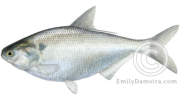 Gizzard shad Dorosoma cepedianum illustration