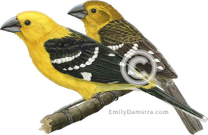 Golden-bellied grosbeaks illustration Pheucticus chrysogaster