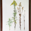 original goldenrod painting