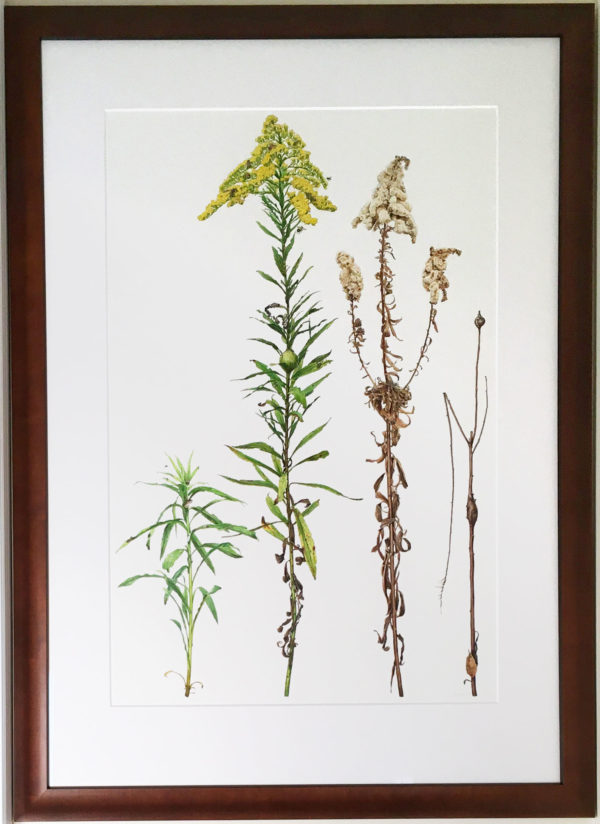 original goldenrod painting