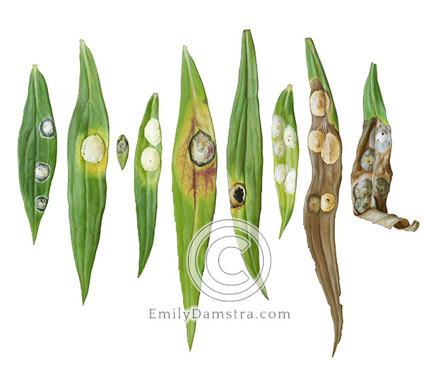 Illustration of goldenrod leaves with Ambrosia gall midge galls (Asteromyia carbonifera)