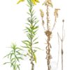 goldenrod Solidago altissima illustration